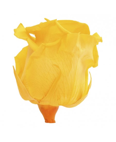 Rosa liofilizada amarillo... 2