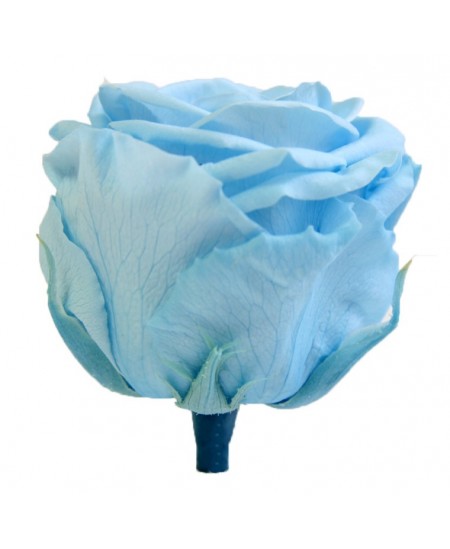 Rosa liofilizada azul claro 2