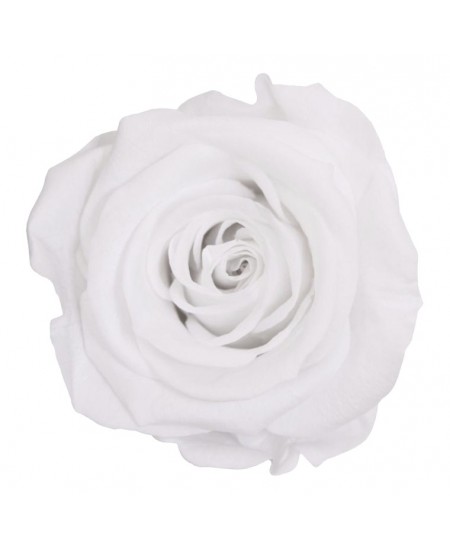 Rosa liofilizada blanco 2