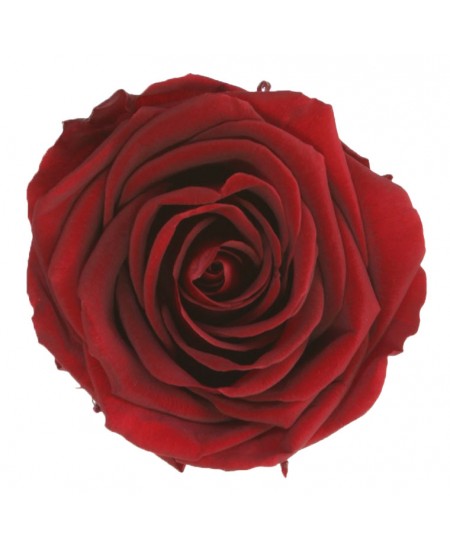 Rosa liofilizada burdeos 2